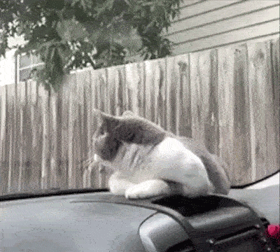 Disfrute su GIF