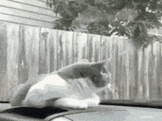 Geniet van uw GIF